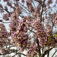 Paulownia fortunei - Bakker