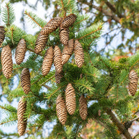 Epicéa commun - Picea abies - Bakker