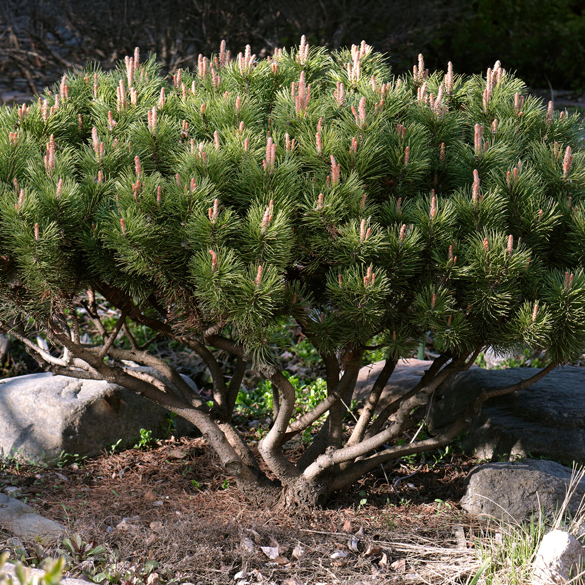 Pin des montagnes - Pinus mugo - Bakker