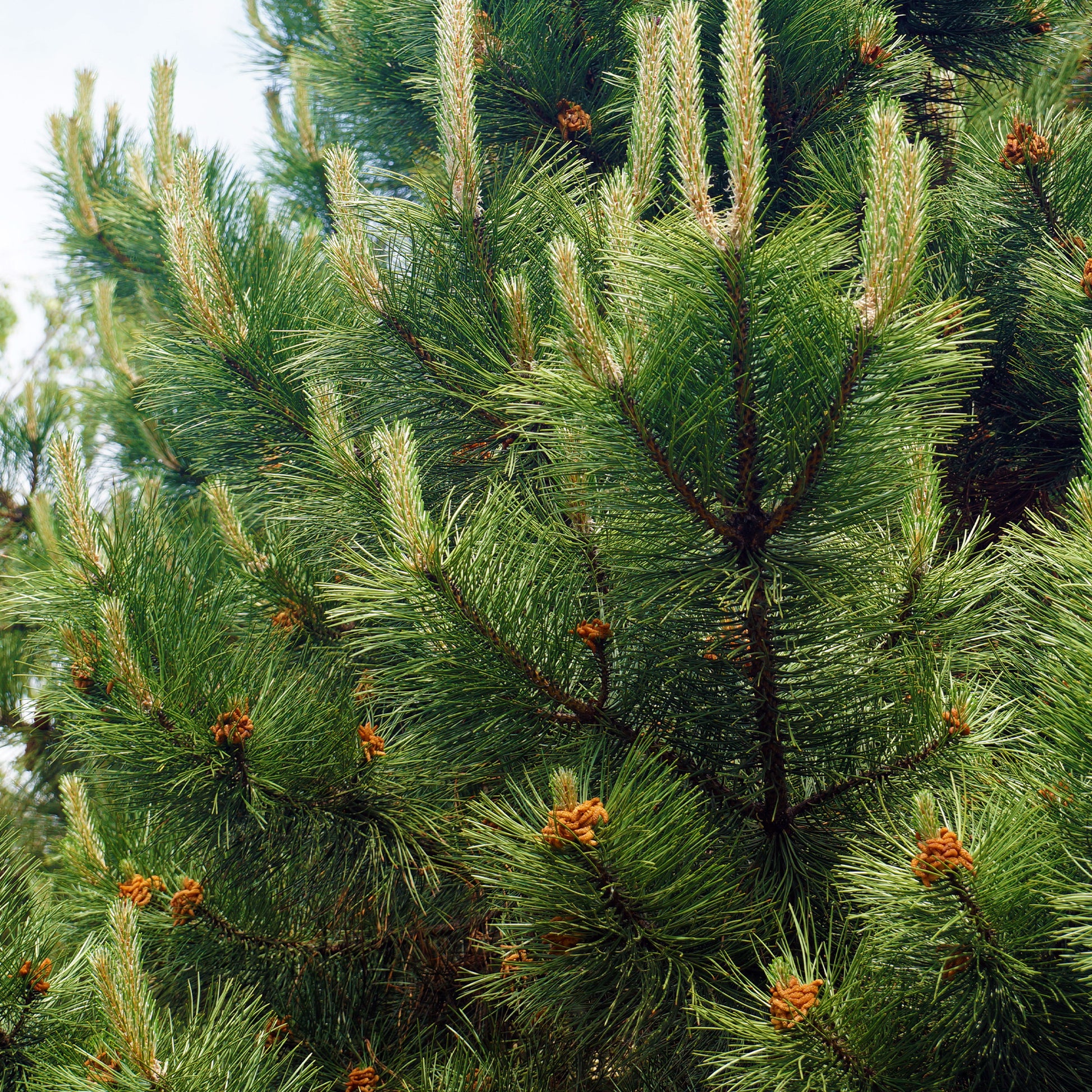 Pin noir dAutriche - Pinus nigra nigra - Bakker