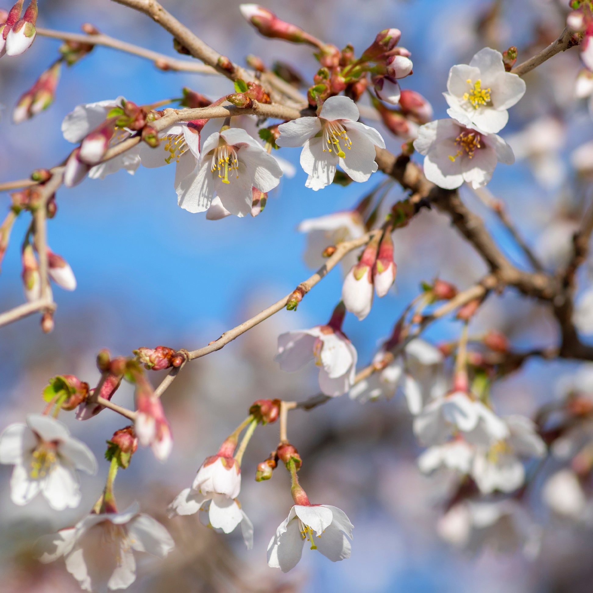 Cerisier à fleur du Japon Kojo No Mai - Bakker