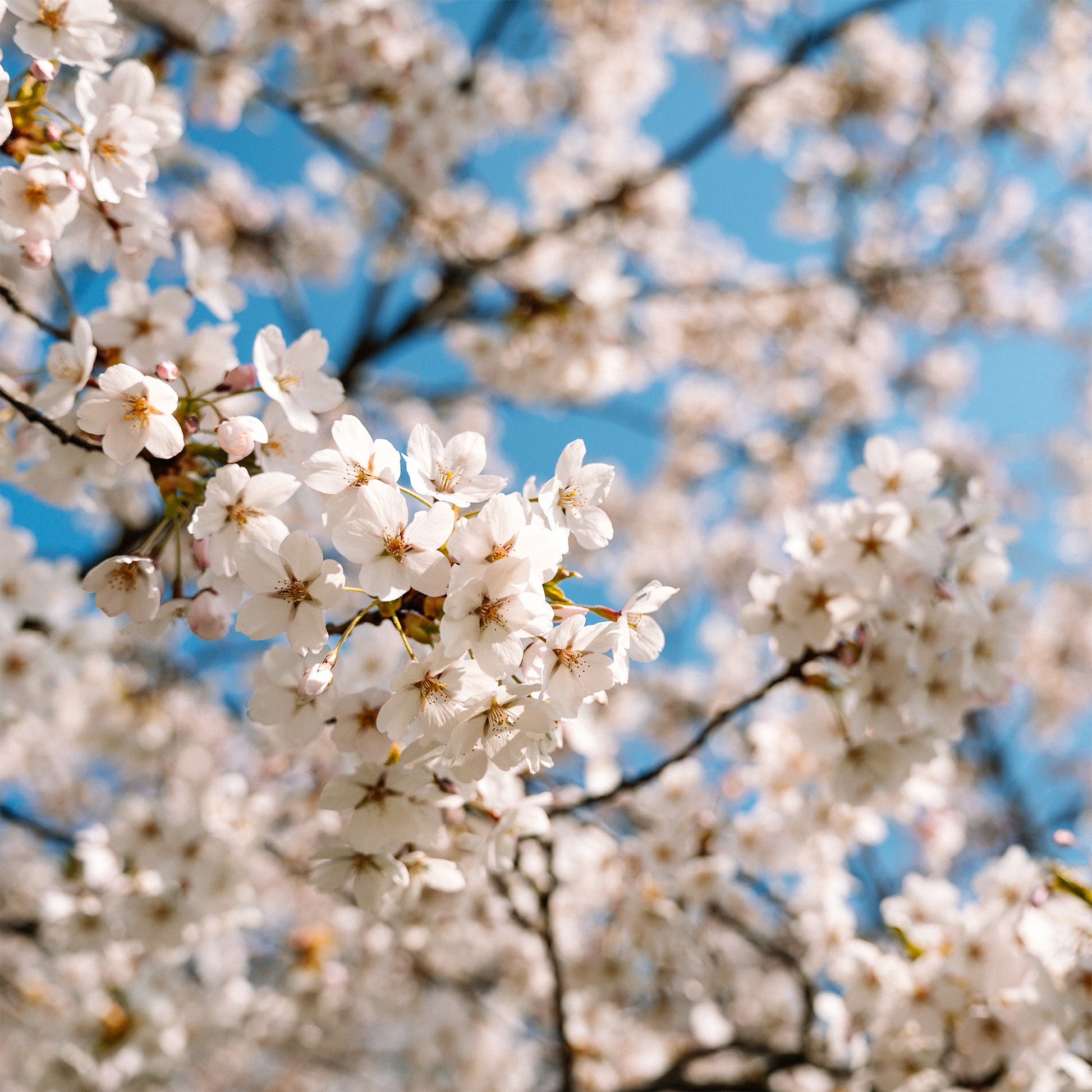 Cerisier à fleurs du Japon Brillant - Prunus nipponica Brillant - Bakker