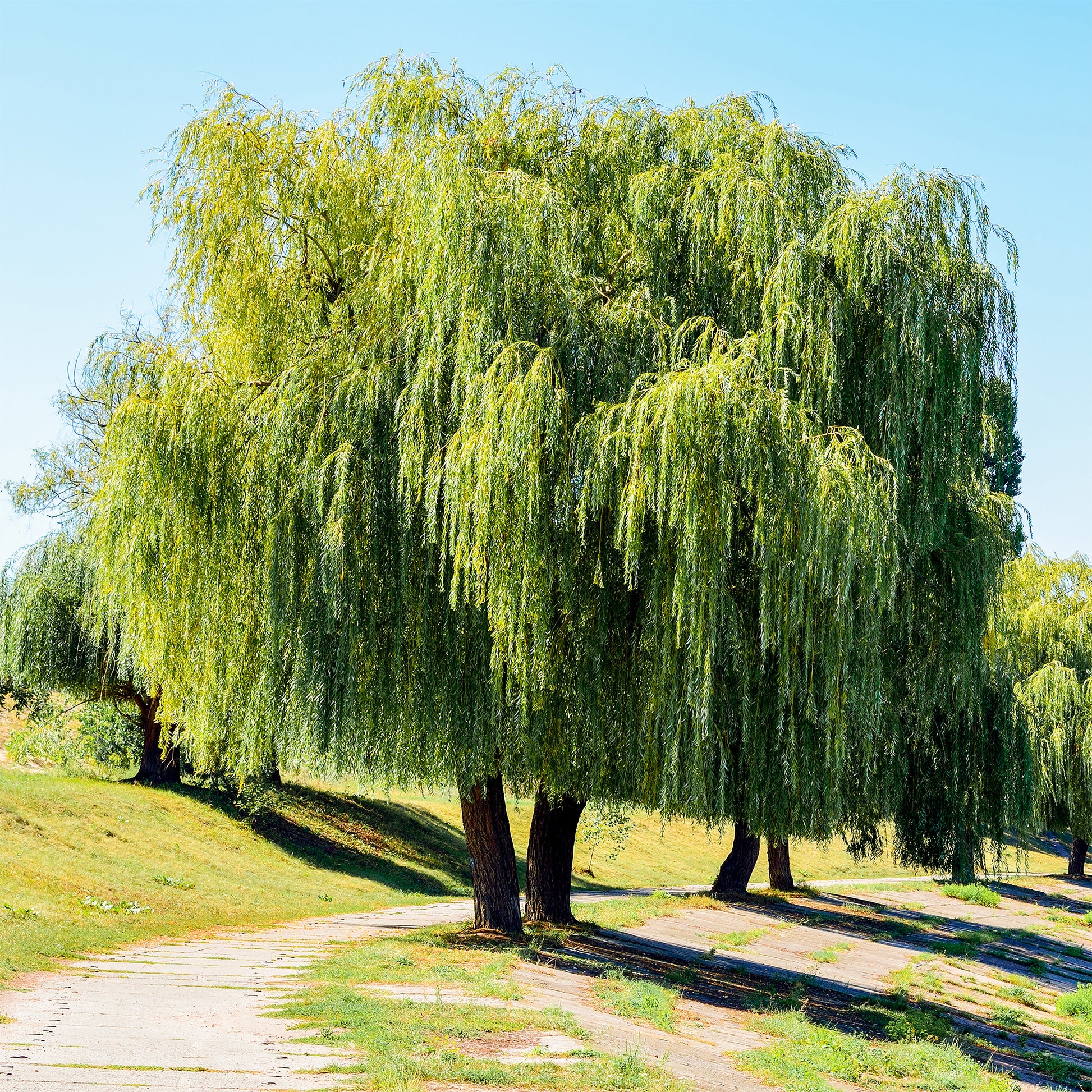 Salix babylonica - Saule pleureur - Saule - Salix