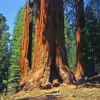 Séquoia géant - Sequoiadendron giganteum - Bakker