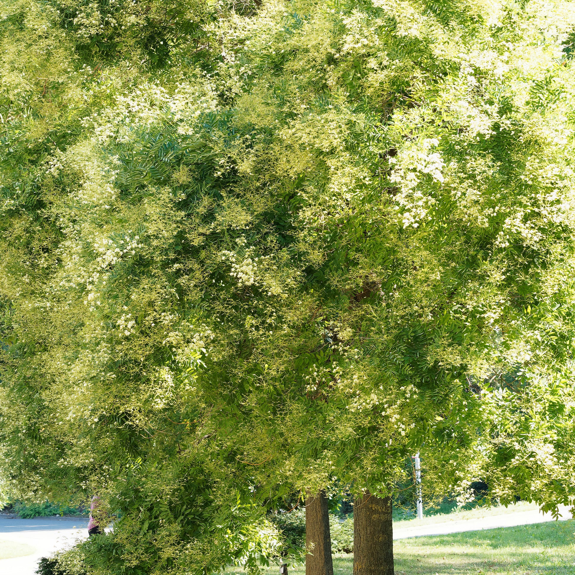 Sophora du Japon - Bakker