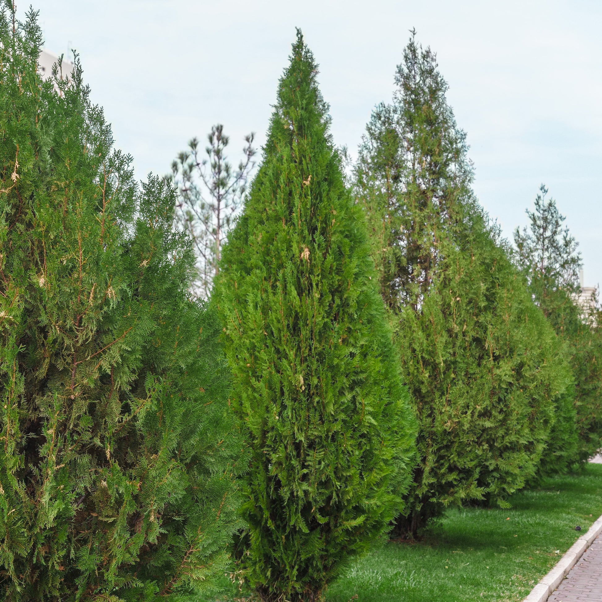 Thuja dOccident Brabant - Bakker