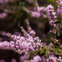 Gatellier nain Pink pinnacle - Vitex agnus-castus Pink Pinnacle - Bakker