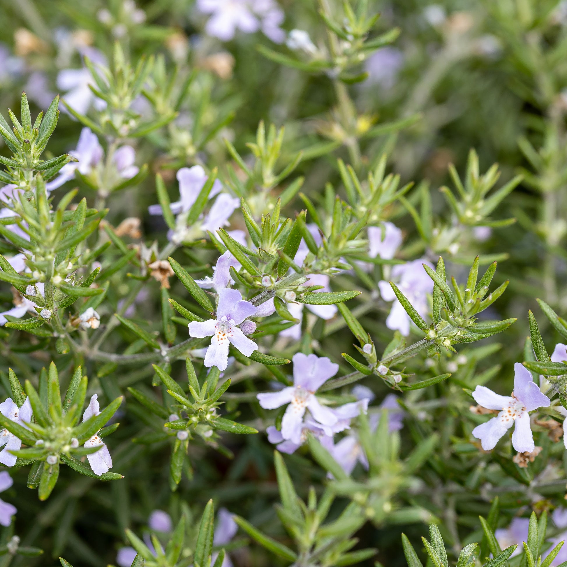 Romarin dAustralie - Westringia fruticosa - Bakker