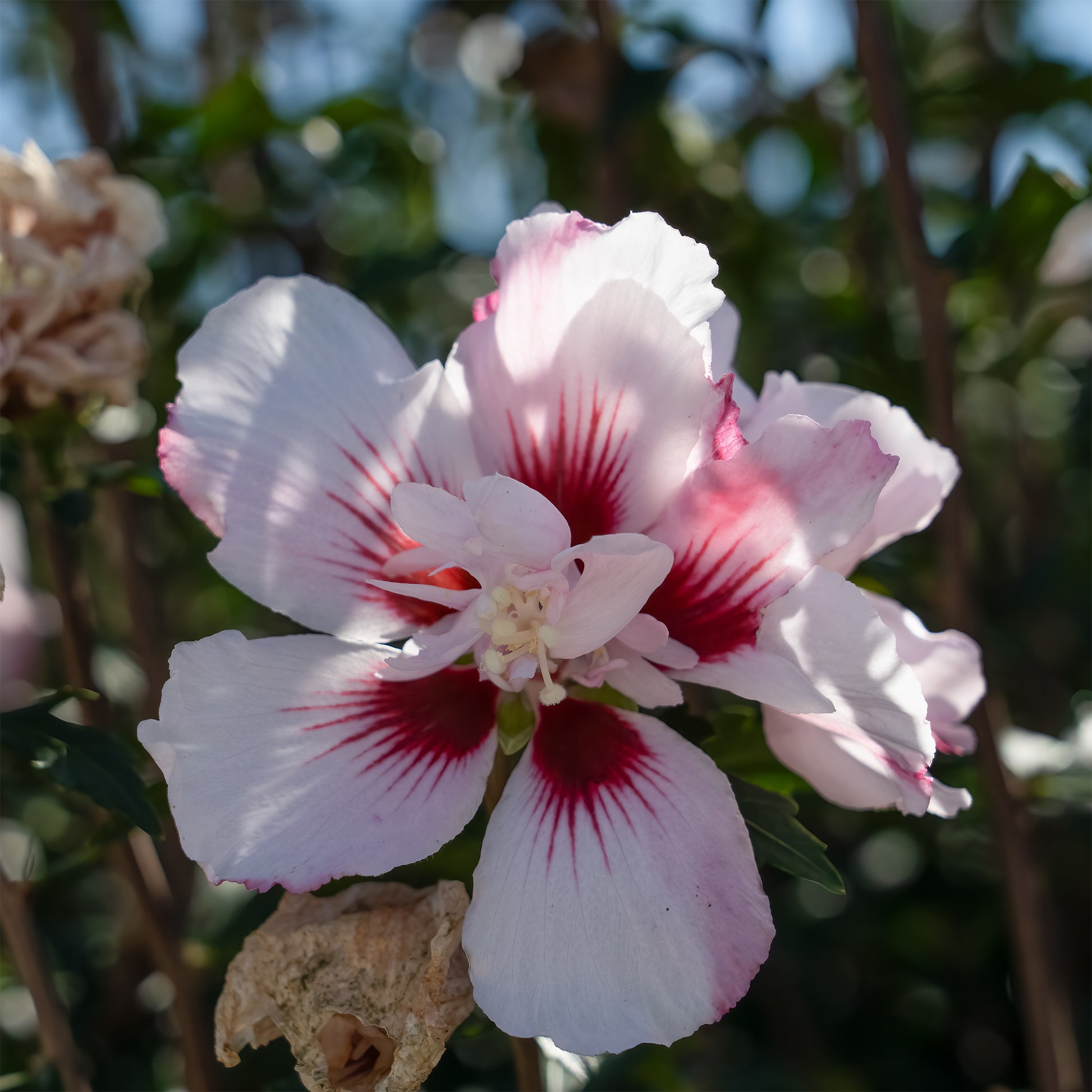 Hibiscus Starbust Chiffon® - Bakker