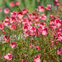Diascie rose vif - Diascia fetcaniensis - Bakker