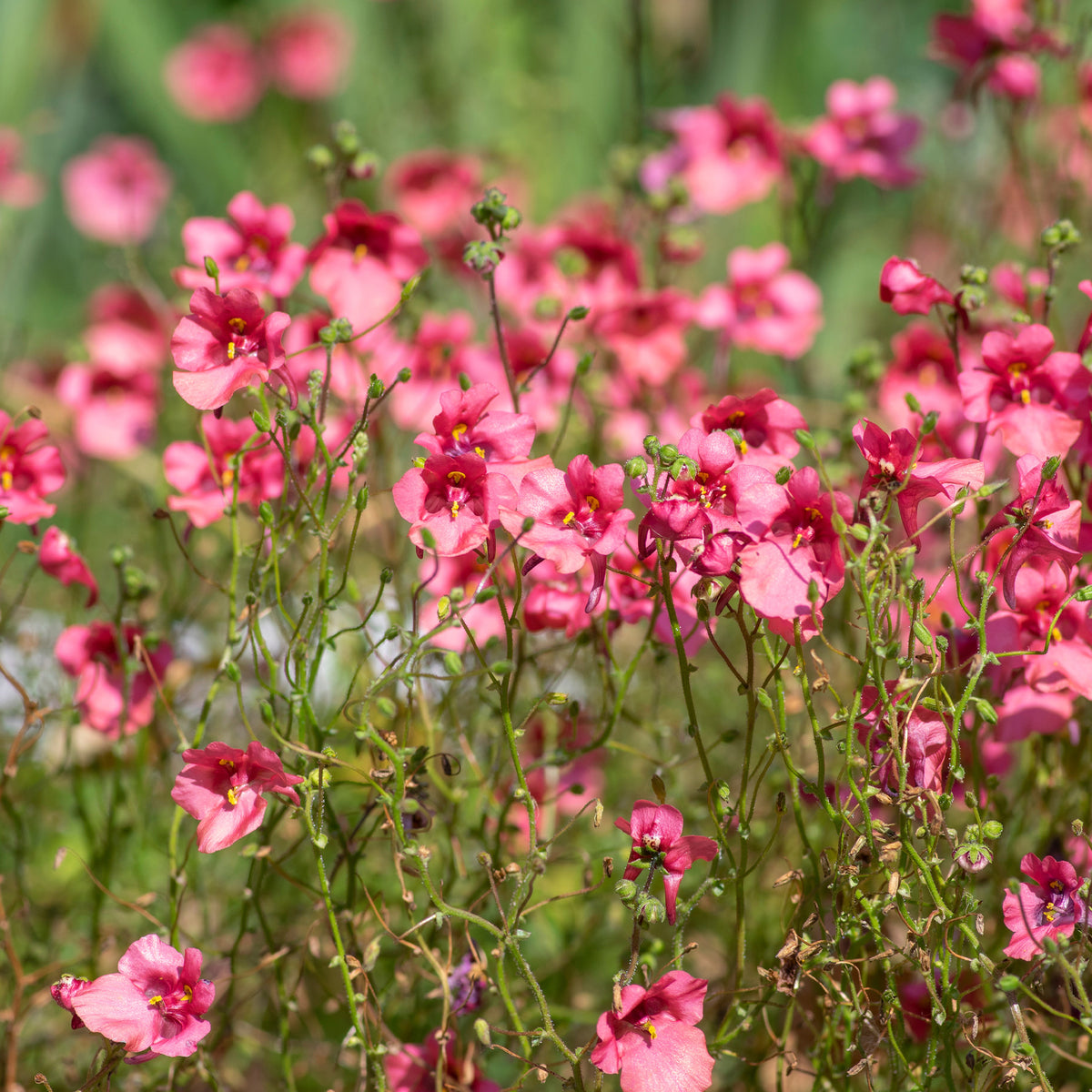 Diascie rose vif - Diascia fetcaniensis - Bakker