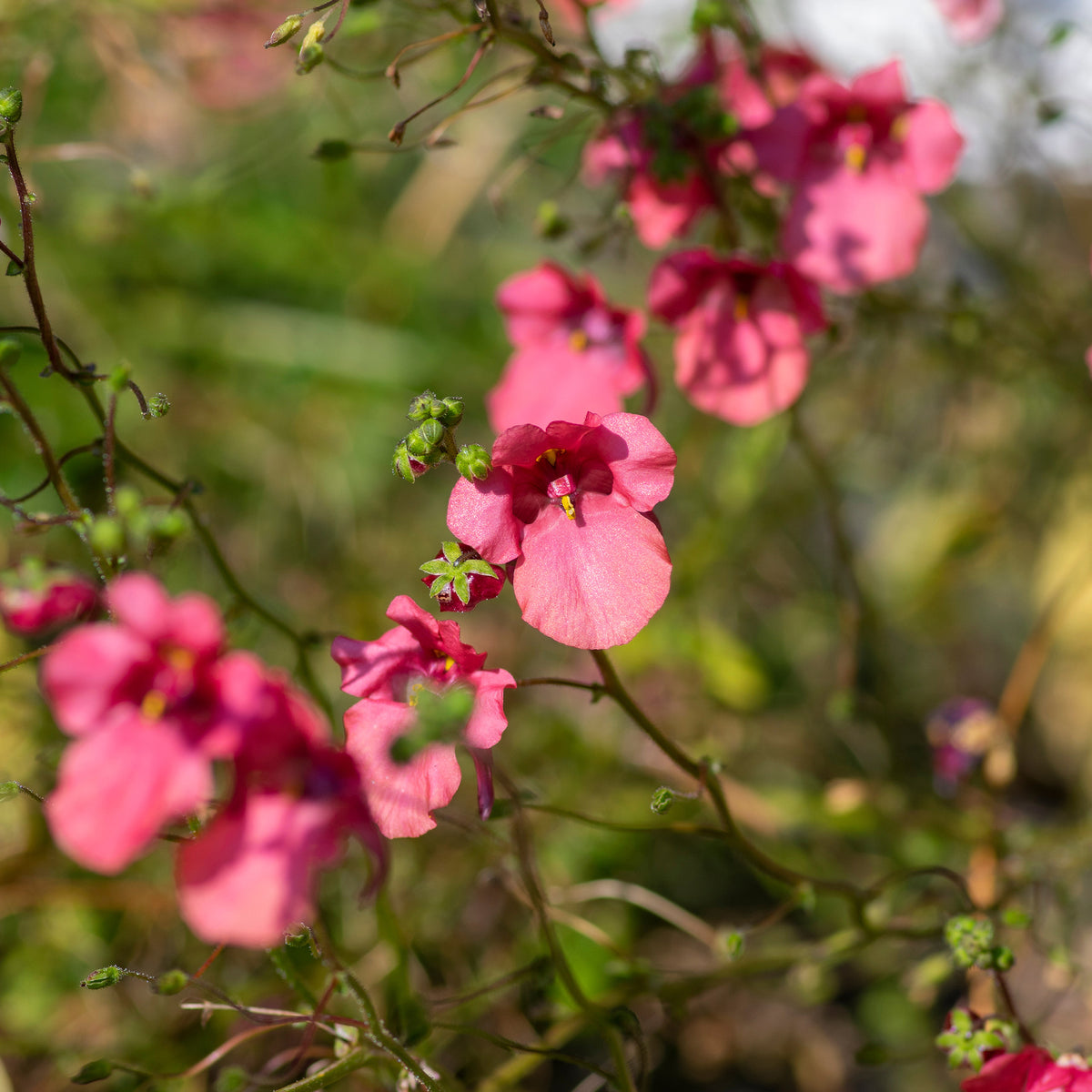 Diascie rose vif - Bakker