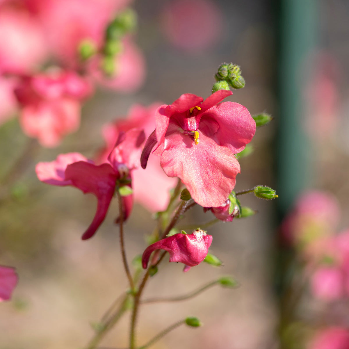 Diascia fetcaniensis - Diascie rose vif - Plantes vivaces