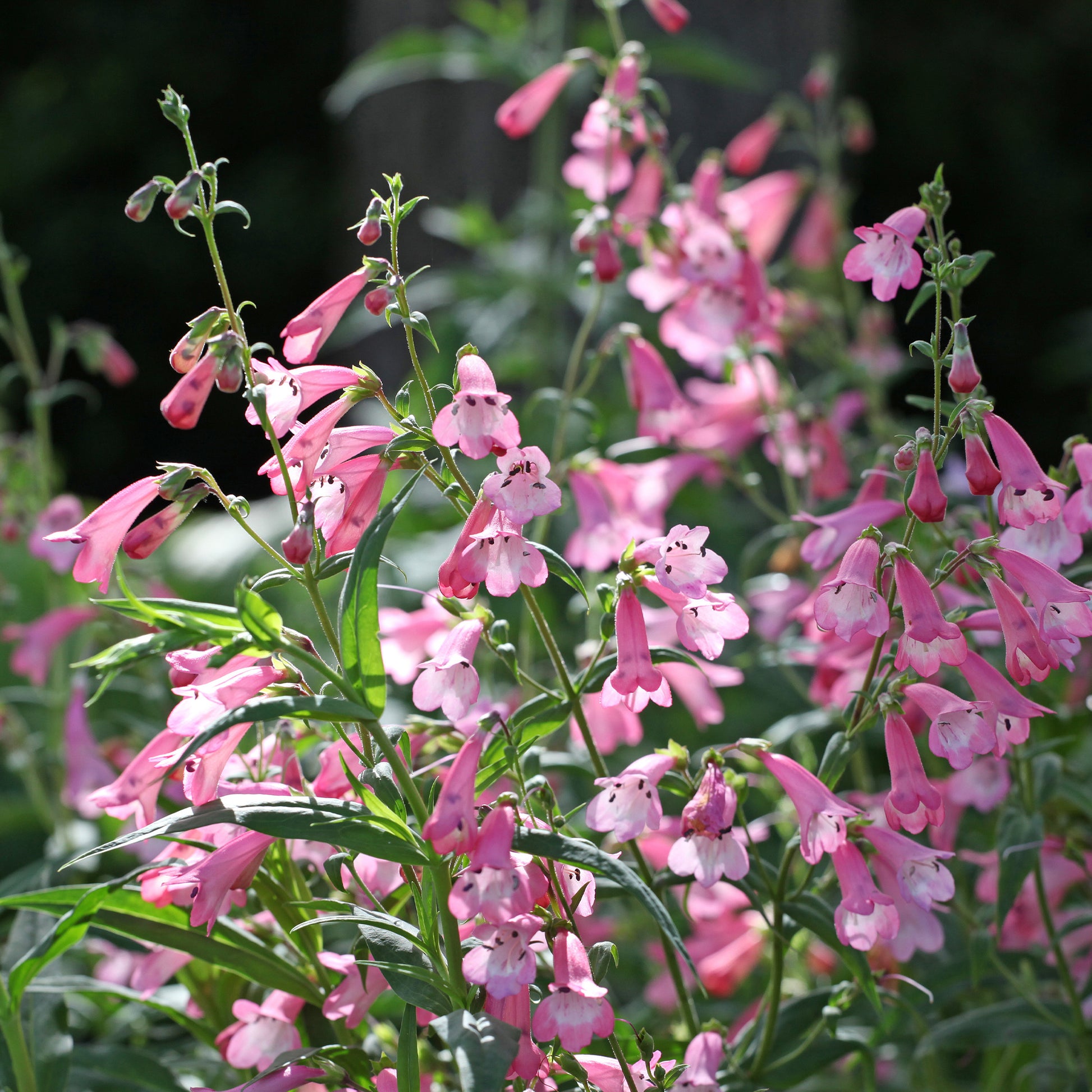 Galane - Penstemon Apple Blossom  - Bakker