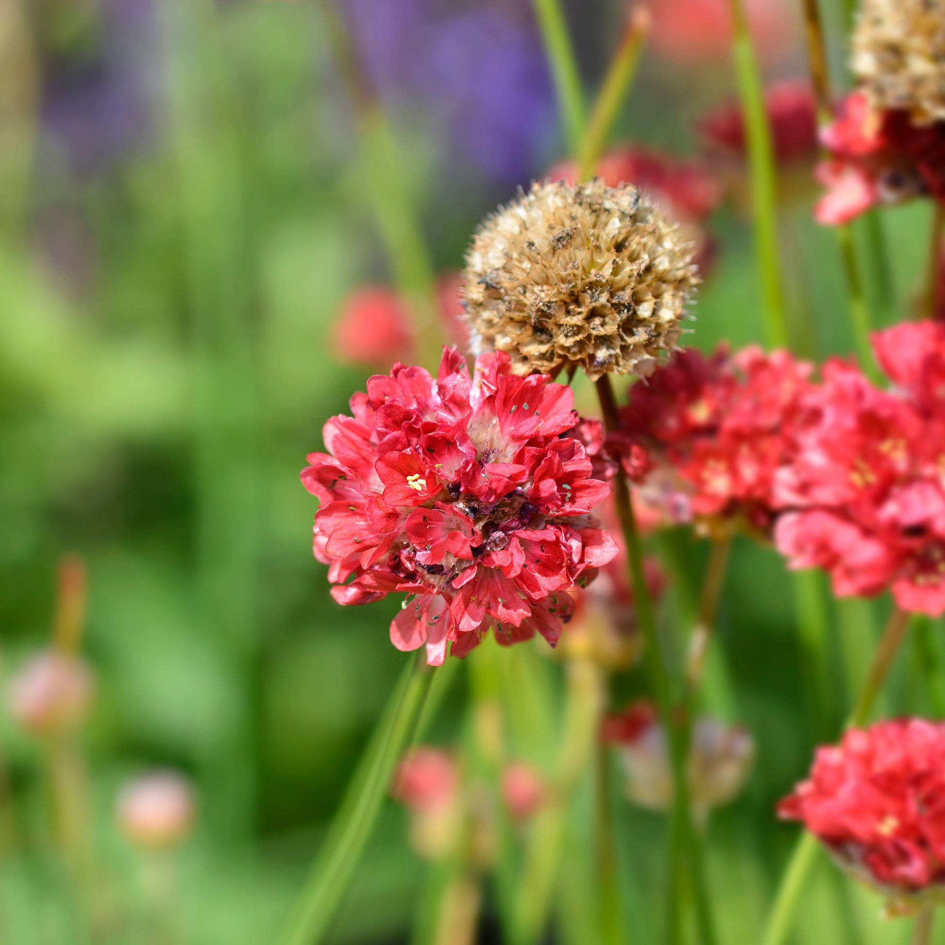 Gazon dEspagne Ballerina rouge - Armeria pseudarmeria Ballerina Red - Bakker