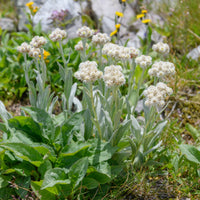 Bouton d'argent des Alpes - Anaphalis alpicola - Bakker