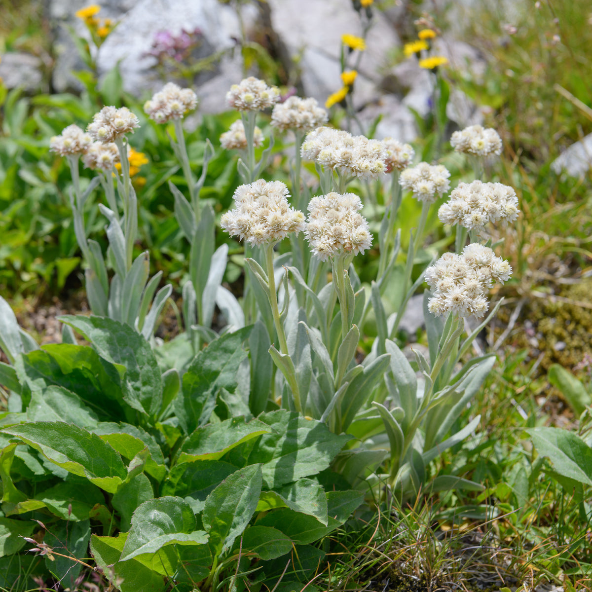 Bouton d'argent des Alpes - Bakker