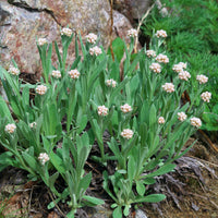 Bouton d'argent des Alpes - Bakker