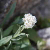 Anaphalis alpicola - Bouton d'argent des Alpes - Plantes vivaces