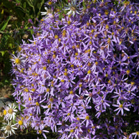 Aster sedifolius Nanus - Aster nain à feuilles de sedum - 