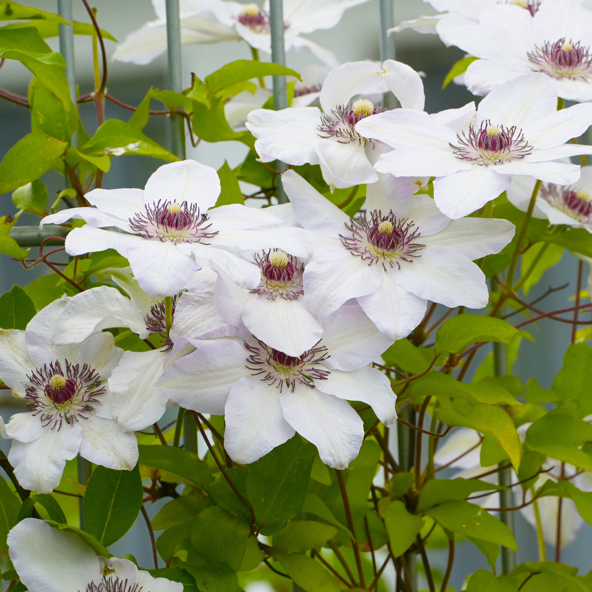 Clématite 'Miss Bateman'