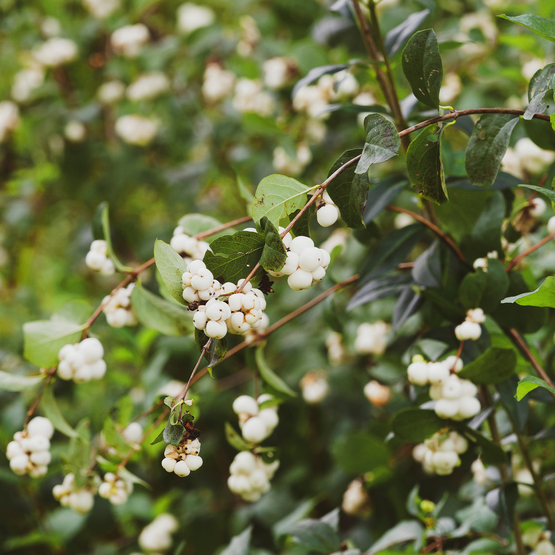 Symphorine White Hedge - Bakker