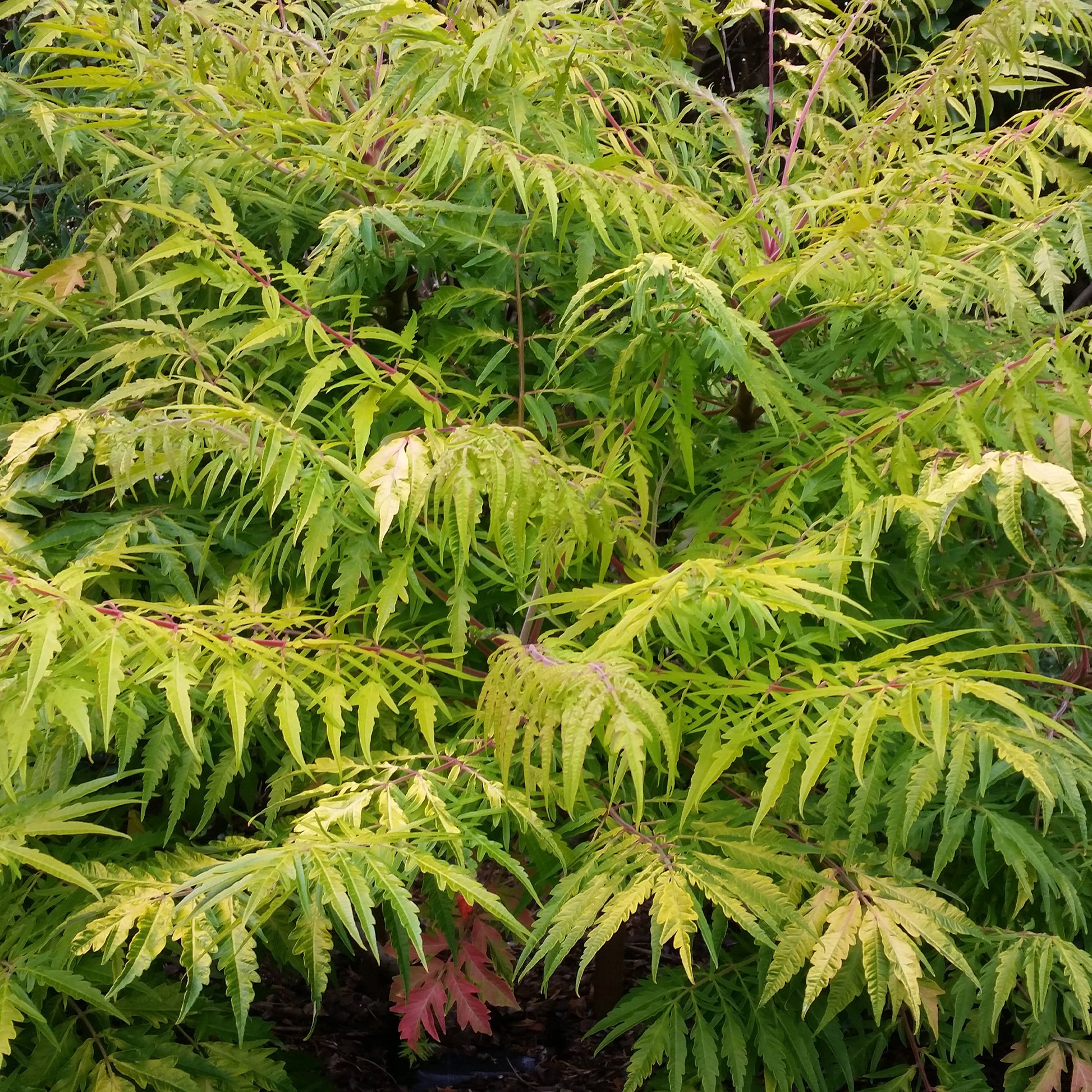 Sumac de Virginie Tiger Eyes - Rhus typhina Tiger Eyes - Bakker