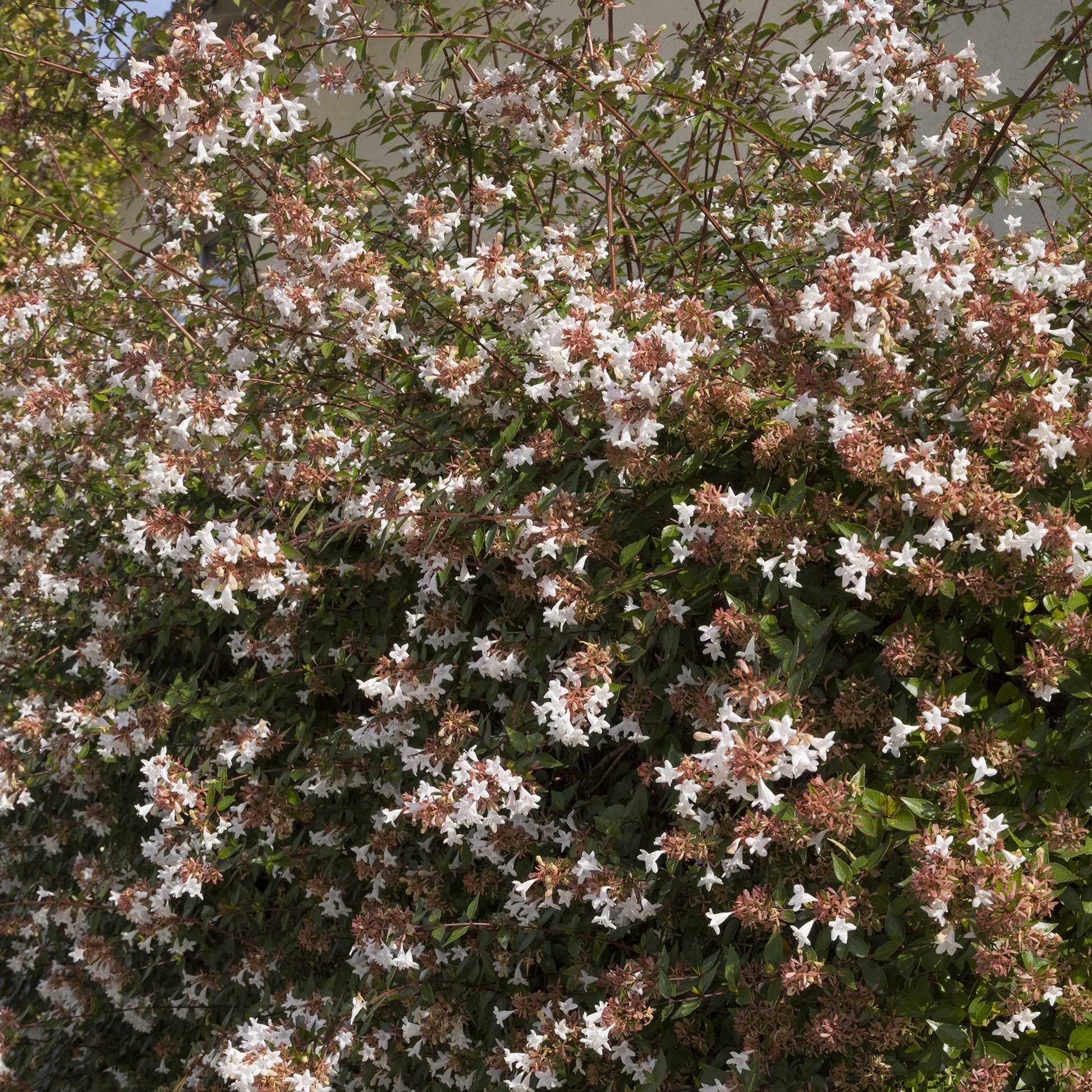 Abélia à grandes fleurs Pisto - Abelia grandiflora Pisto - Bakker