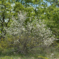 Amelanchier rotundifolia - Amélanchier des Bois - Arbustes fleuris