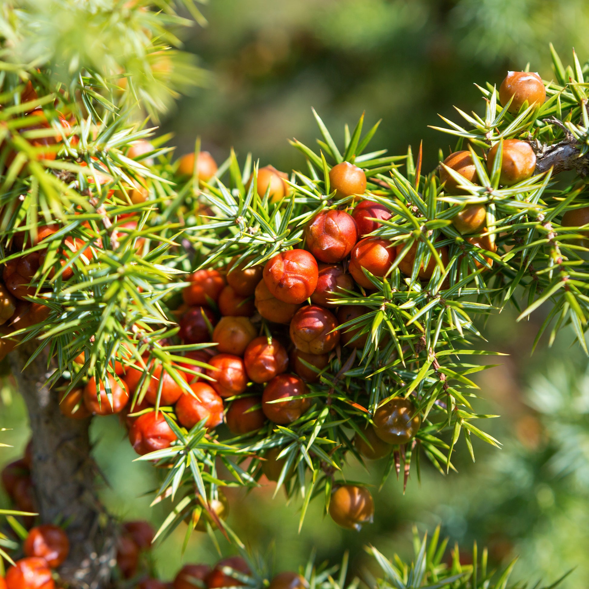 Genévrier oxycèdre - Juniperus oxycedrus - Bakker