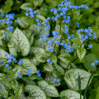 Myosotis - Myosotis du Caucase 'Jack Frost' - Brunnera macrophylla jack frost