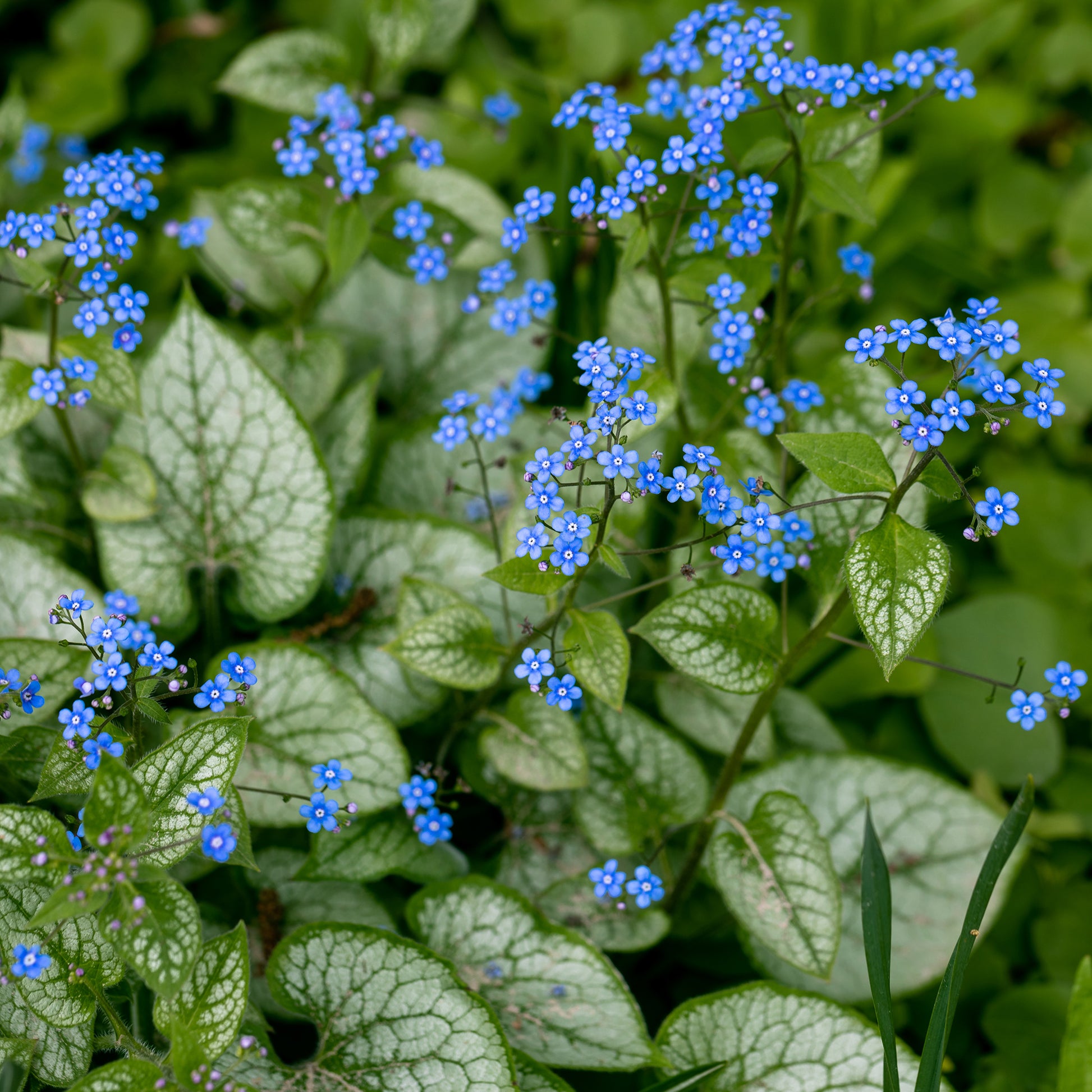 Myosotis - Myosotis du Caucase 'Jack Frost' - Brunnera macrophylla jack frost