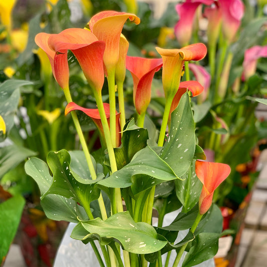 2 Calla Peach Pearl - Bakker