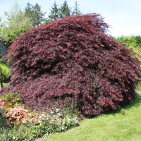 Érable du Japon 'Dissectum Garnet' - Bakker