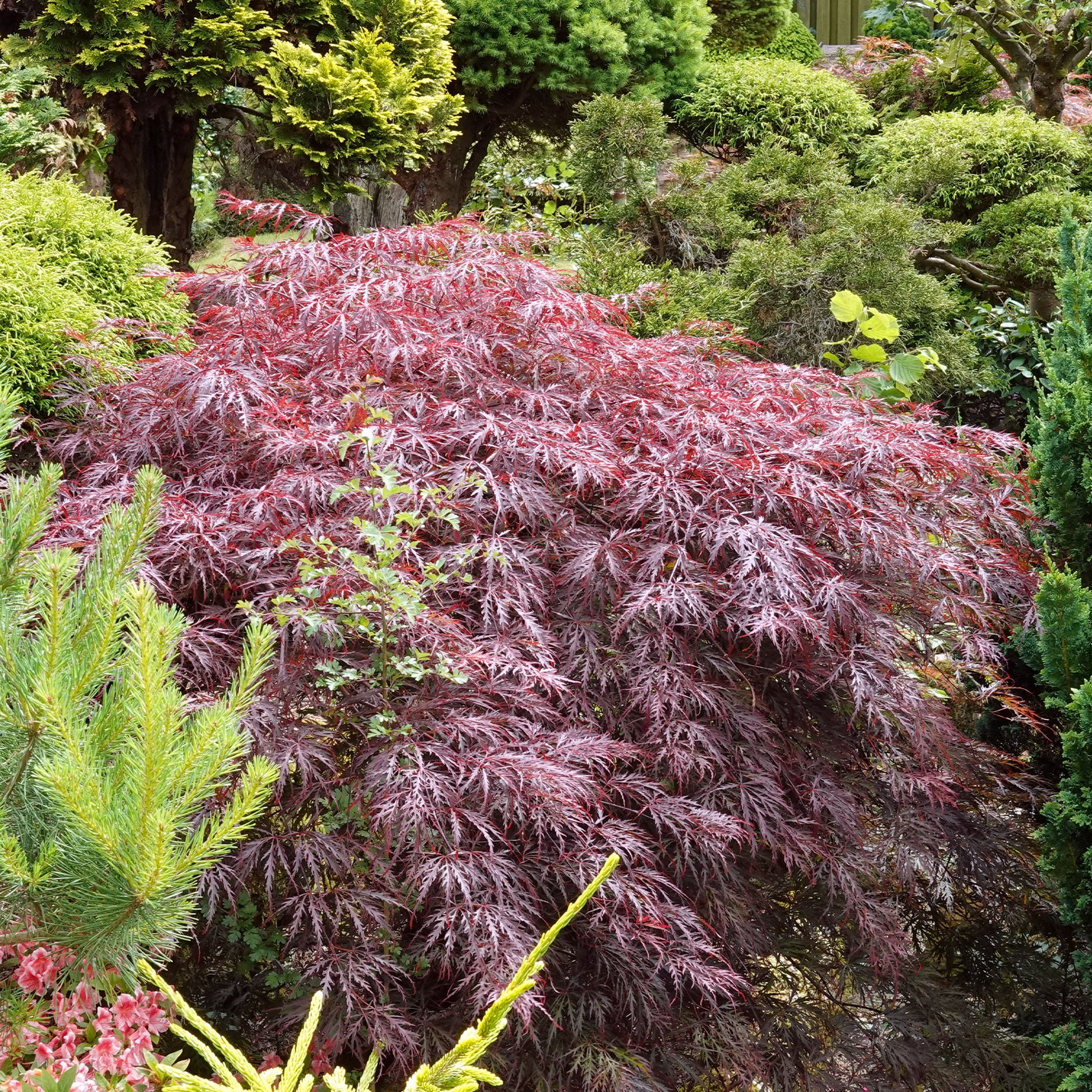 Érable du Japon 'Dissectum Garnet' - Acer palmatum dissectum Garnet - Bakker