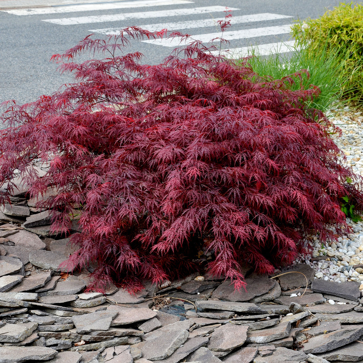 Érable du Japon - Érable du Japon 'Dissectum Garnet' - Acer palmatum dissectum Garnet