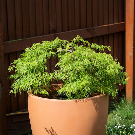 Erable japonais 'Emerald Lace' - Bakker