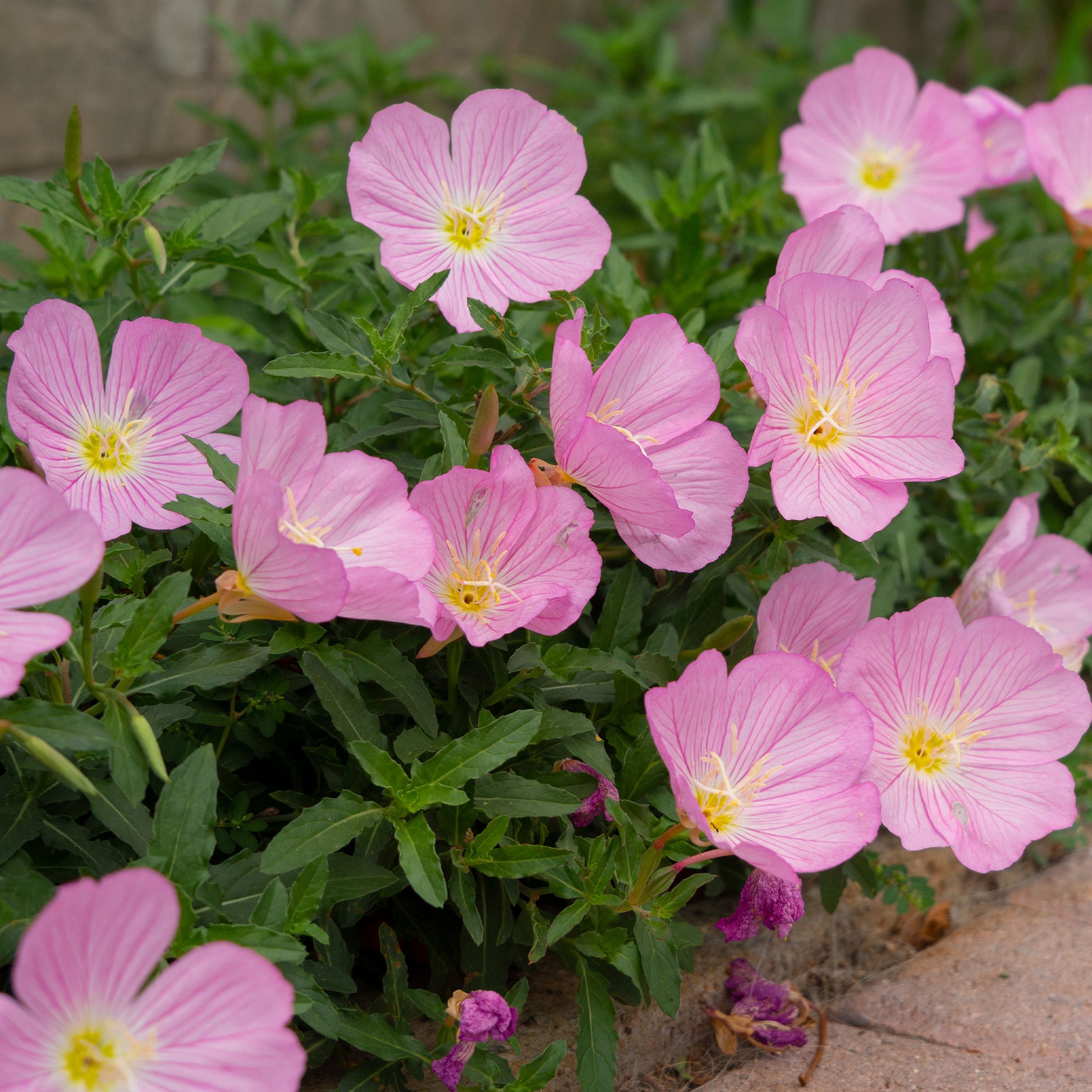 2 Oenothères roses Siskiyou Pink - Bakker