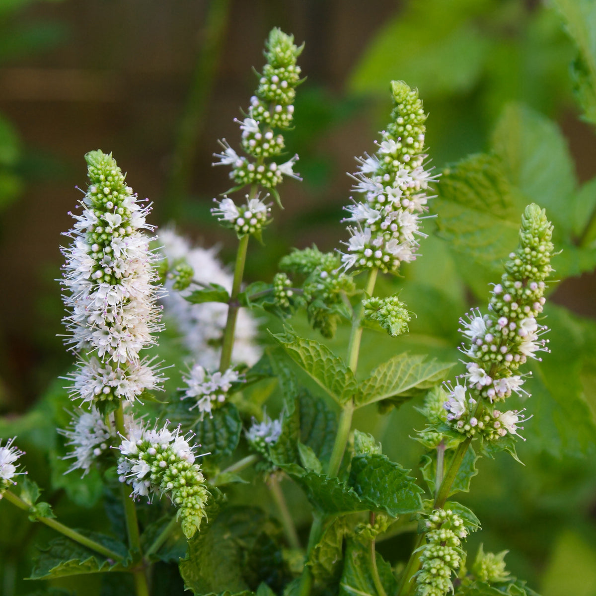 Menthe - Menthe marocaine 'Maroccan' - Mentha spicata