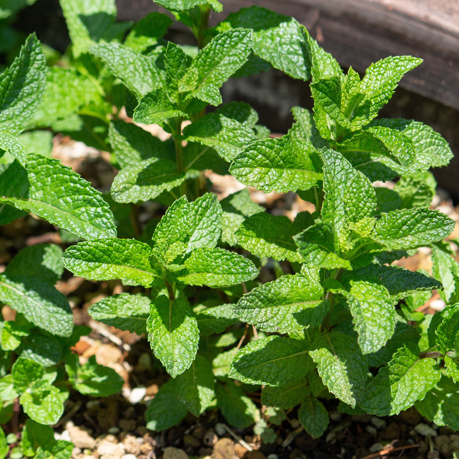 Menthe marocaine 'Maroccan' - Bakker