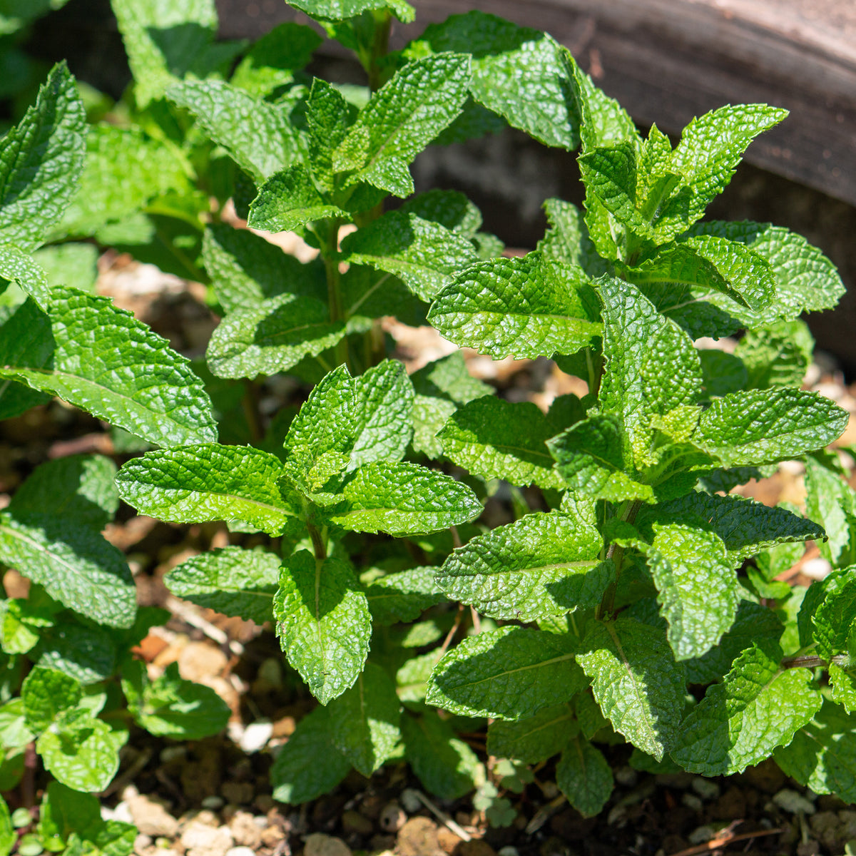 Menthe marocaine 'Maroccan' - Bakker
