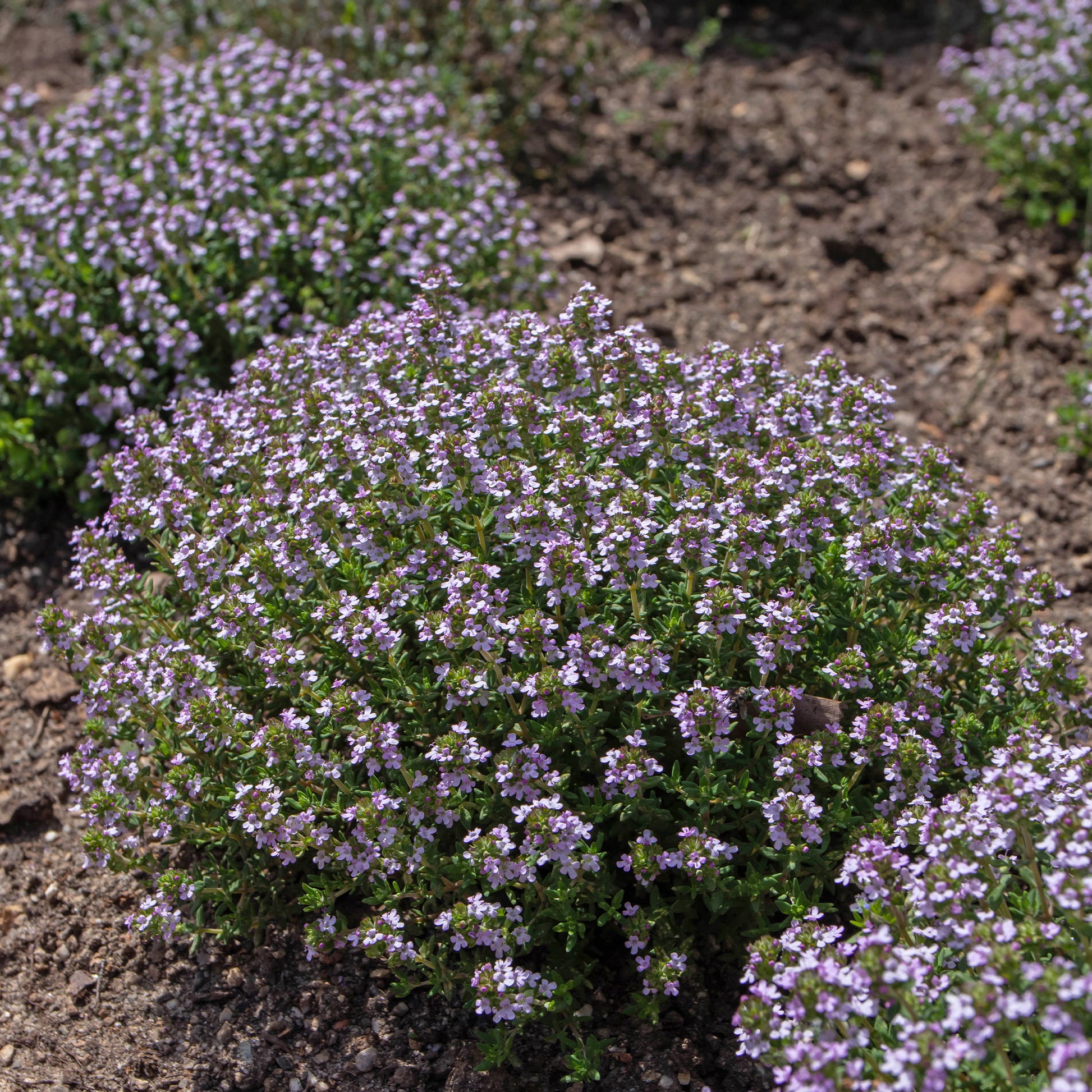 Thymus vulgaris compactus - Thym commun d'hiver - Thym