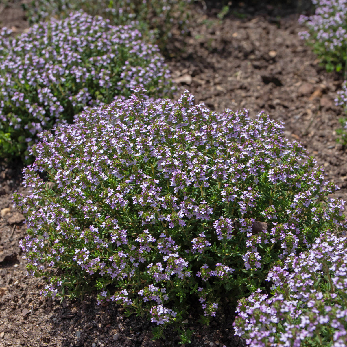 Thymus vulgaris compactus - Thym commun d'hiver - Thym