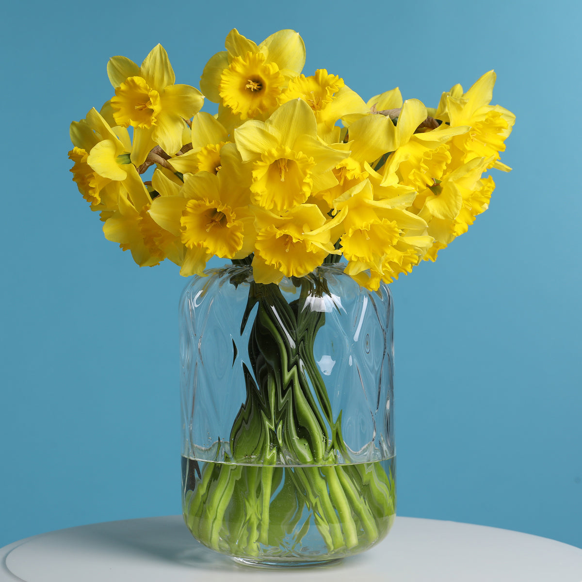Vente 5 Narcisses Dutch Master - Narcissus 'dutch master'