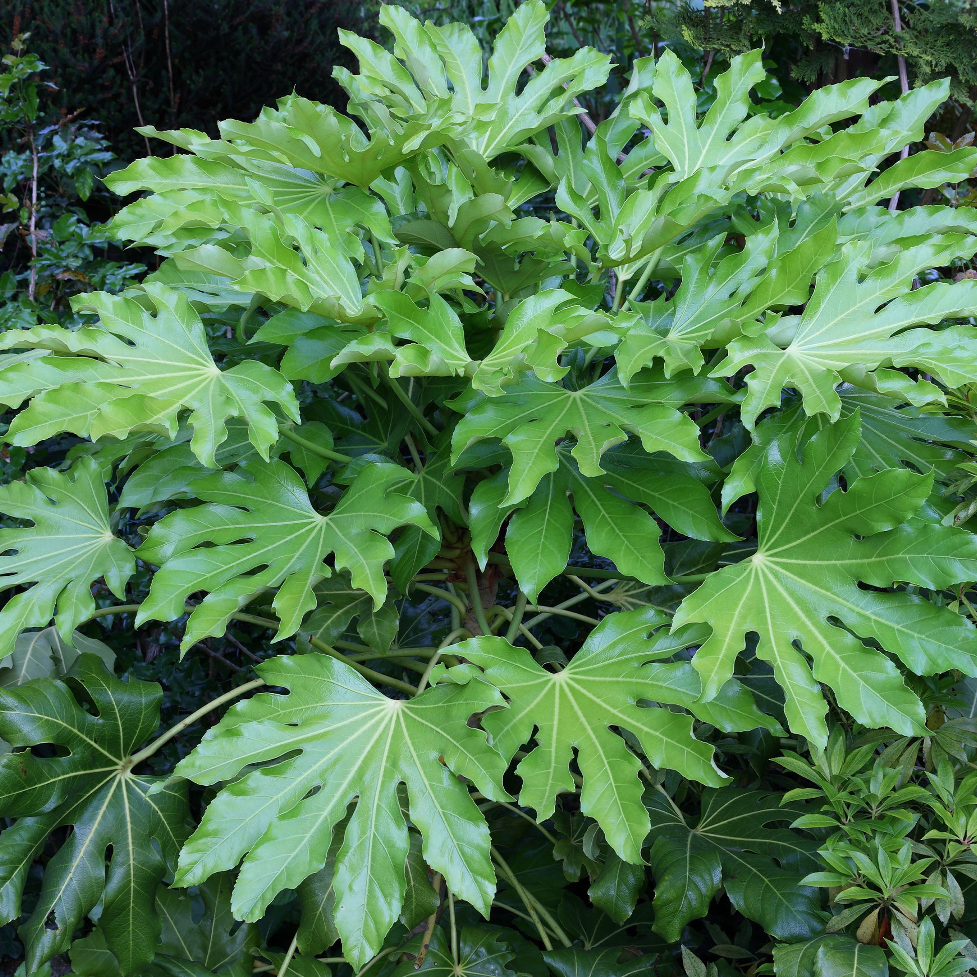 Vente Aralia du Japon - Fatsia japonica