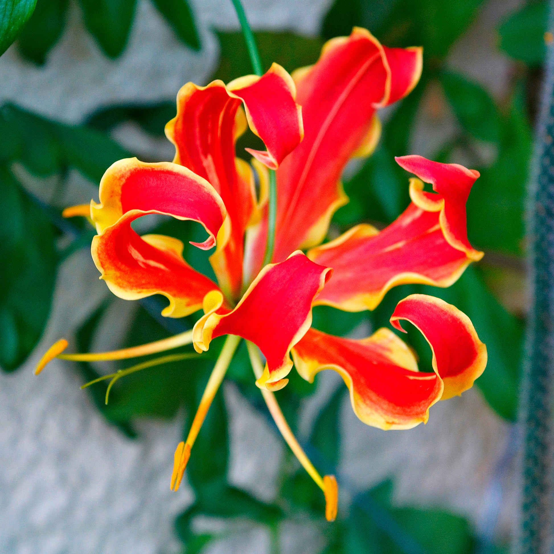 2 Gloriosas Rothschildiana - Gloriosa superba  'rothschildiana' - Bakker