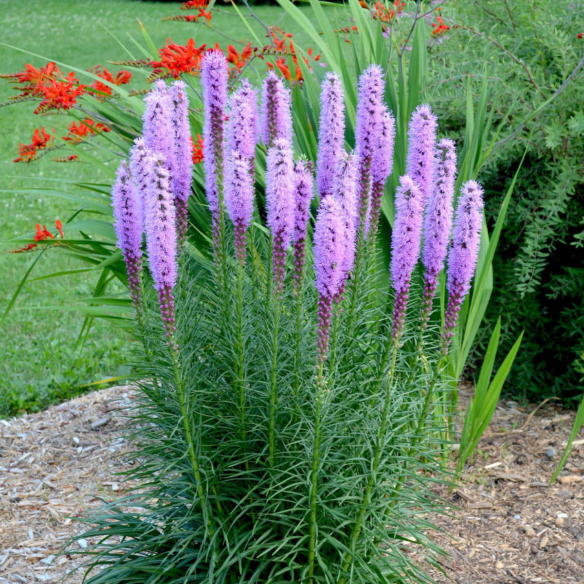 Vente 25 Plumes du Kansas - Liatris spicata