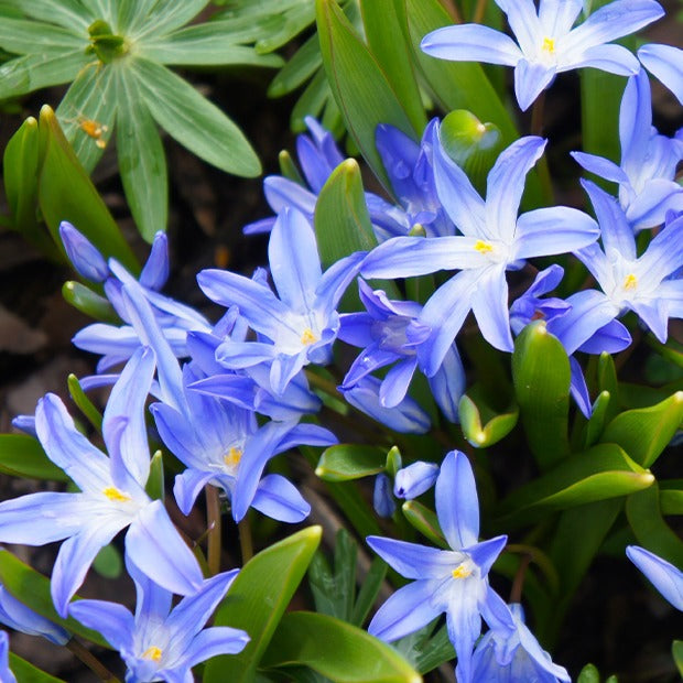 Bakker - 10 Gloires des neiges bleue - Chionodoxa forbesii blue giant