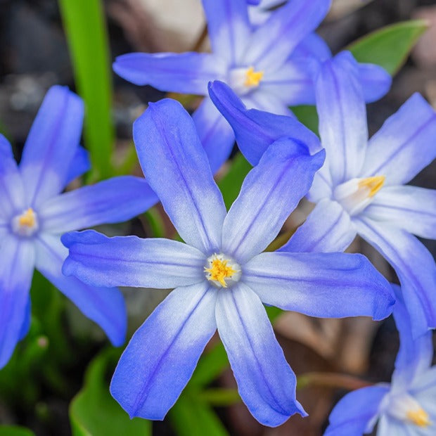 Bakker - 10 Gloires des neiges bleue - Chionodoxa forbesii blue giant