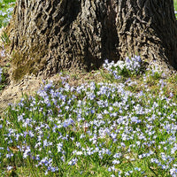 Chionodoxa forbesii blue giant - 10 Gloires des neiges bleue - Bulbes de printemps